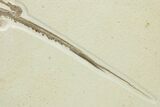 Rare, Fossil Stingray (Heliobatis) - Wyoming #207851-3